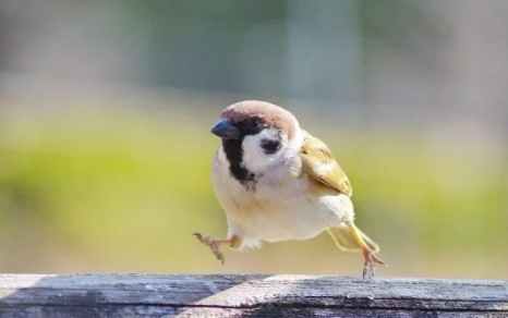 幼鳥救援方法 幼鳥救援方法