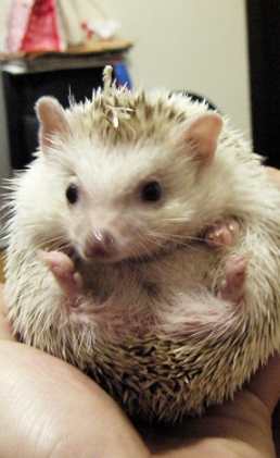 刺蝟飲食 刺蝟飲食