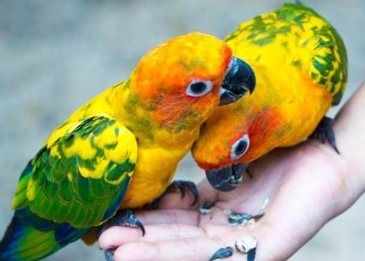 酪梨對鸚鵡有毒 酪梨對鸚鵡有毒