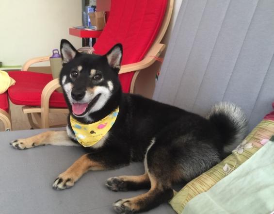 柴犬毛色遺傳 柴犬毛色遺傳