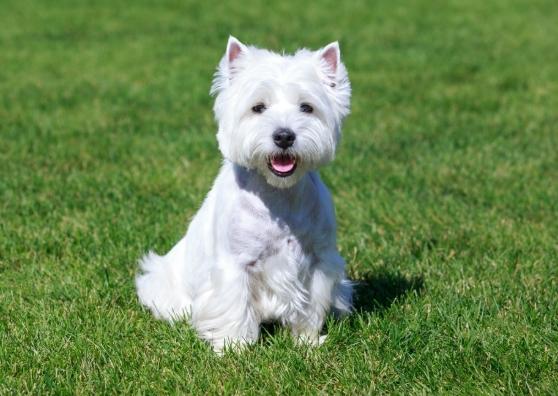 白色狗狗推薦 白色狗狗推薦