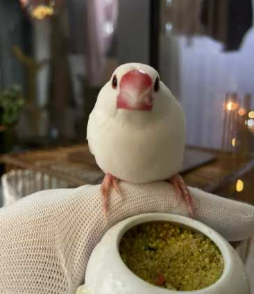 文鳥育雛管理 文鳥育雛管理