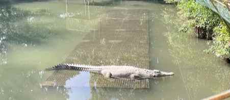 鱷魚肉料理 鱷魚肉料理