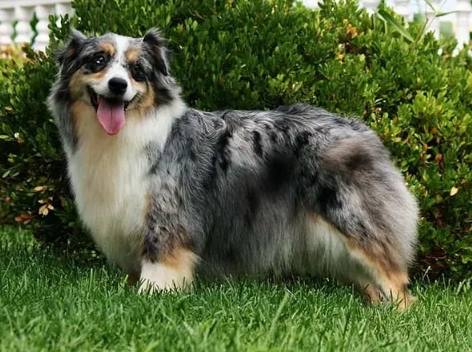 迷你澳牧多大 迷你澳牧多大