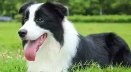 澳大利亞牧羊犬掉毛 澳大利亞牧羊犬掉毛