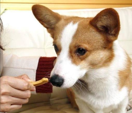 狗狗感情培養方法