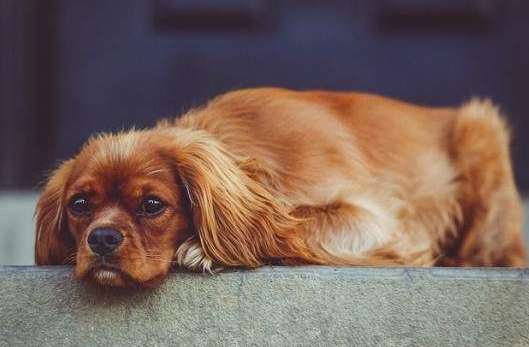 狗嘔啡色處理方法 狗嘔啡色處理方法