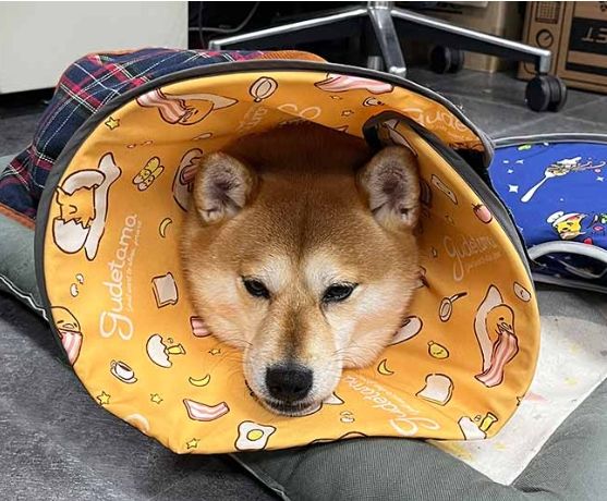 絕育年齡利弊 絕育年齡利弊