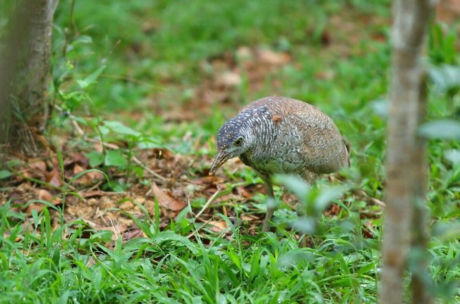黑冠麻鷺台灣分布