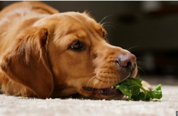 菠菜對狗的風險