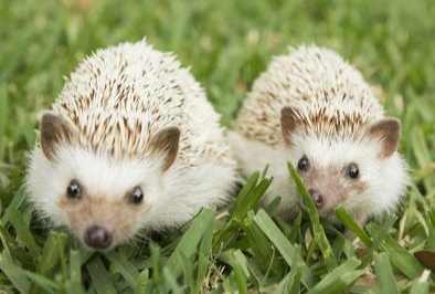 馬陸毒性 馬陸毒性