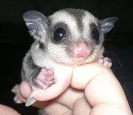 蜜袋鼯香蕉 蜜袋鼯香蕉