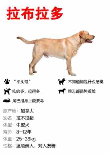 拉布拉多犬壞處