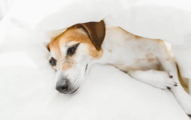 狗狗流口水生病