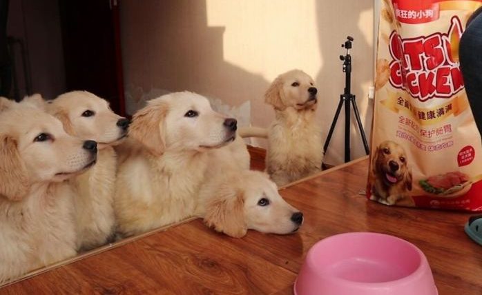 狗狗早餐吃什麼