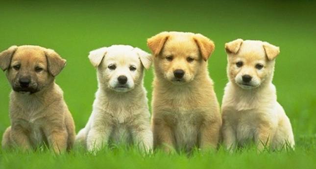 狗狗心臟病分期 狗狗心臟病分期