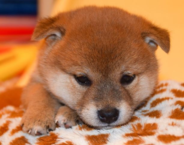 柴犬飲食指南 柴犬飲食指南