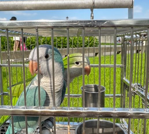 鸚鵡幼鳥疾病預防 鸚鵡幼鳥疾病預防
