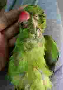 酪梨毒性鳥類 酪梨毒性鳥類