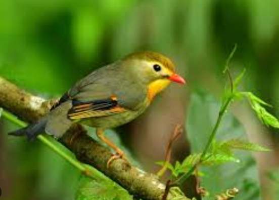 相思雀飼養注意事項 相思雀飼養注意事項