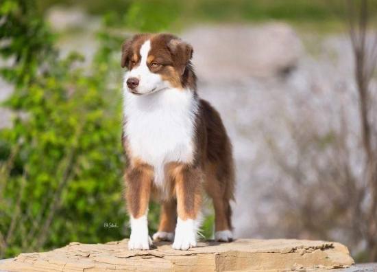 迷你澳牧多大 迷你澳牧多大