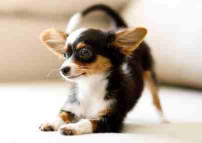 迷你犬推薦 迷你犬推薦