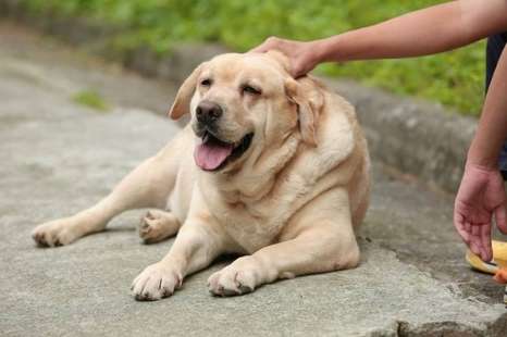 拉布拉多犬聰明排名 拉布拉多犬聰明排名