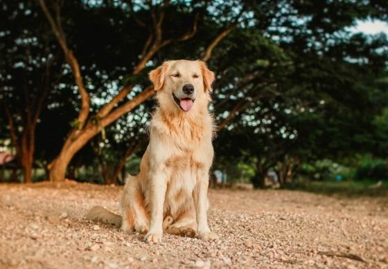 拉布拉多飼養缺點 拉布拉多飼養缺點