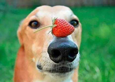 狗狗吃蜂蜜好處 狗狗吃蜂蜜好處