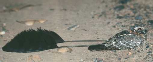 旗翅夜鷹保育 旗翅夜鷹保育