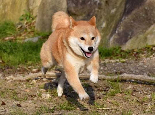 狗狗吃蘋果注意事項 狗狗吃蘋果注意事項