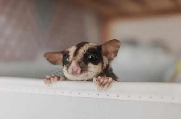 蜜袋鼯飼養 蜜袋鼯飼養