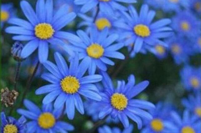 雛菊花語意義 雛菊花語意義