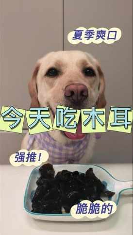 木耳對狗的好處