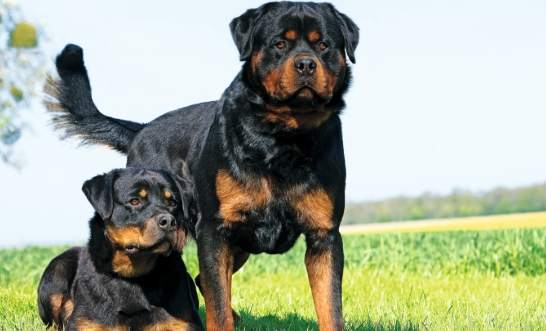 家庭護衛犬推薦 家庭護衛犬推薦