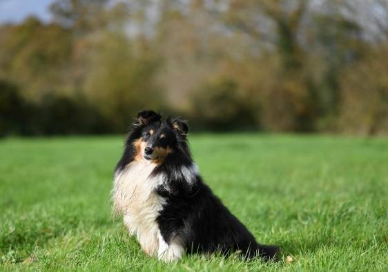 喜樂蒂牧羊犬飼養 喜樂蒂牧羊犬飼養