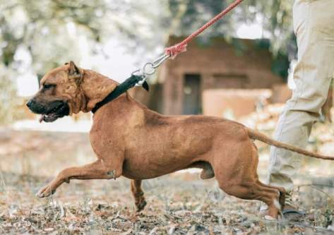 幼犬牽繩訓練方法 幼犬牽繩訓練方法