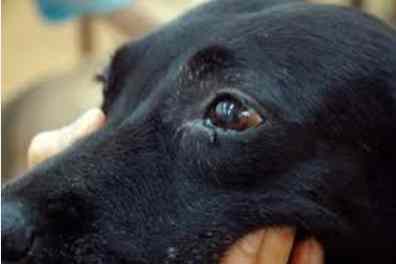 狗狗眼睛腫原因