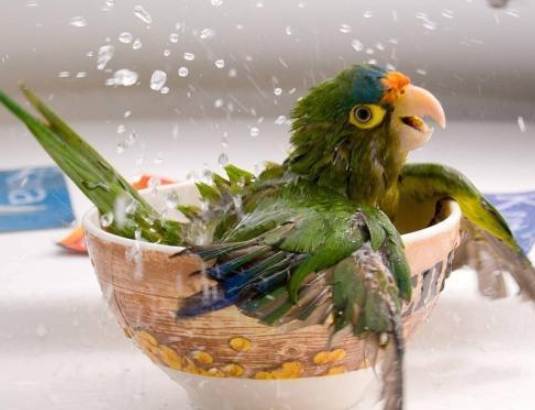 塞內加爾鸚鵡護理