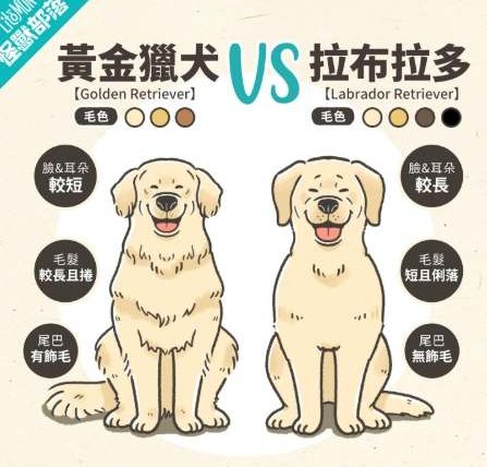拉布拉多犬缺點