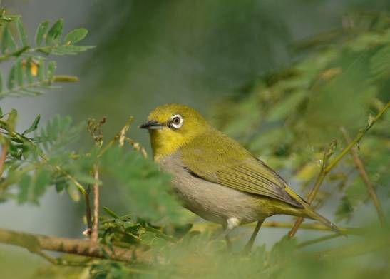 相思雀飼養方法 相思雀飼養方法