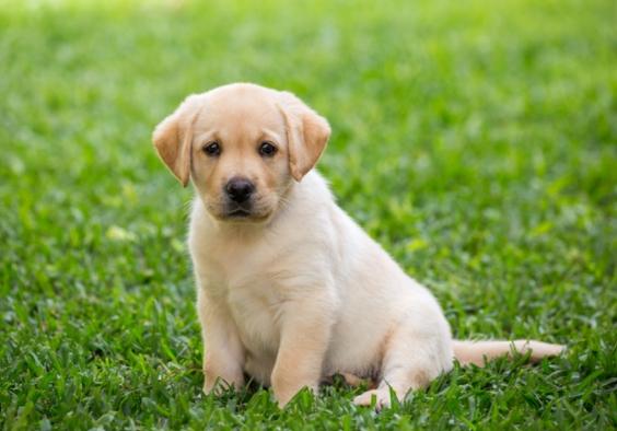 狗狗心臟病症狀 狗狗心臟病症狀