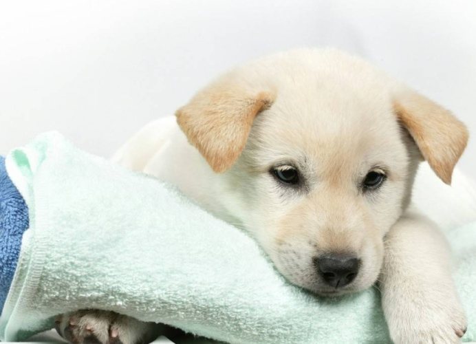 狗哼氣應對 狗哼氣應對