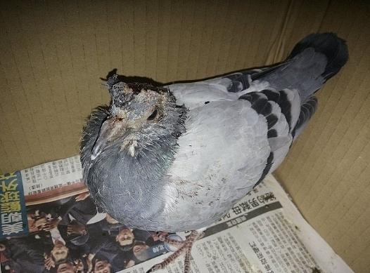 撿到受傷鴿子處理