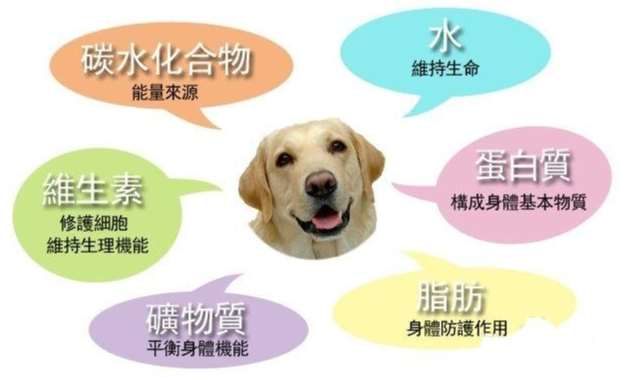 寵物電解質補充 寵物電解質補充