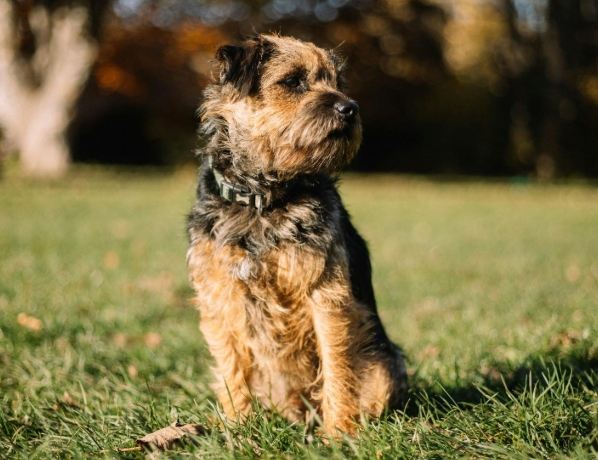 梗犬飼養 梗犬飼養