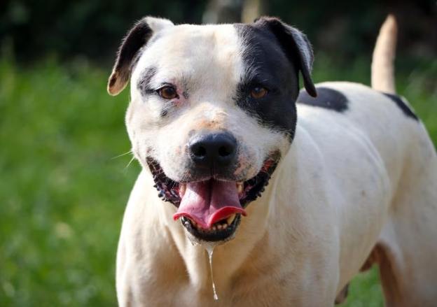 狗狗流口水原因