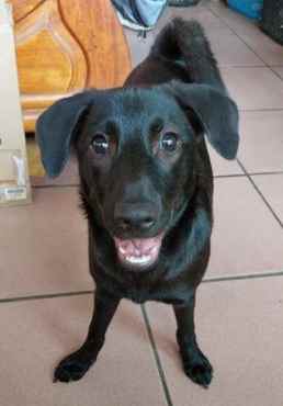 狗狗皮膚紅腫治療