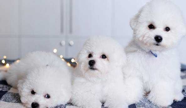 小型犬飼養 小型犬飼養