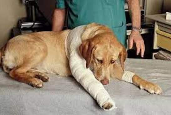 寵物受傷護理 寵物受傷護理